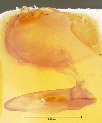 Media type: image;   Entomology 25667 Aspect: genitalia